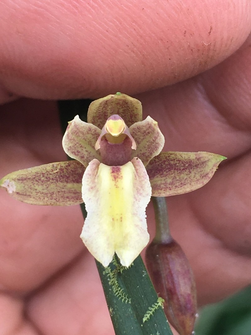 Dotted Orchid photo 2