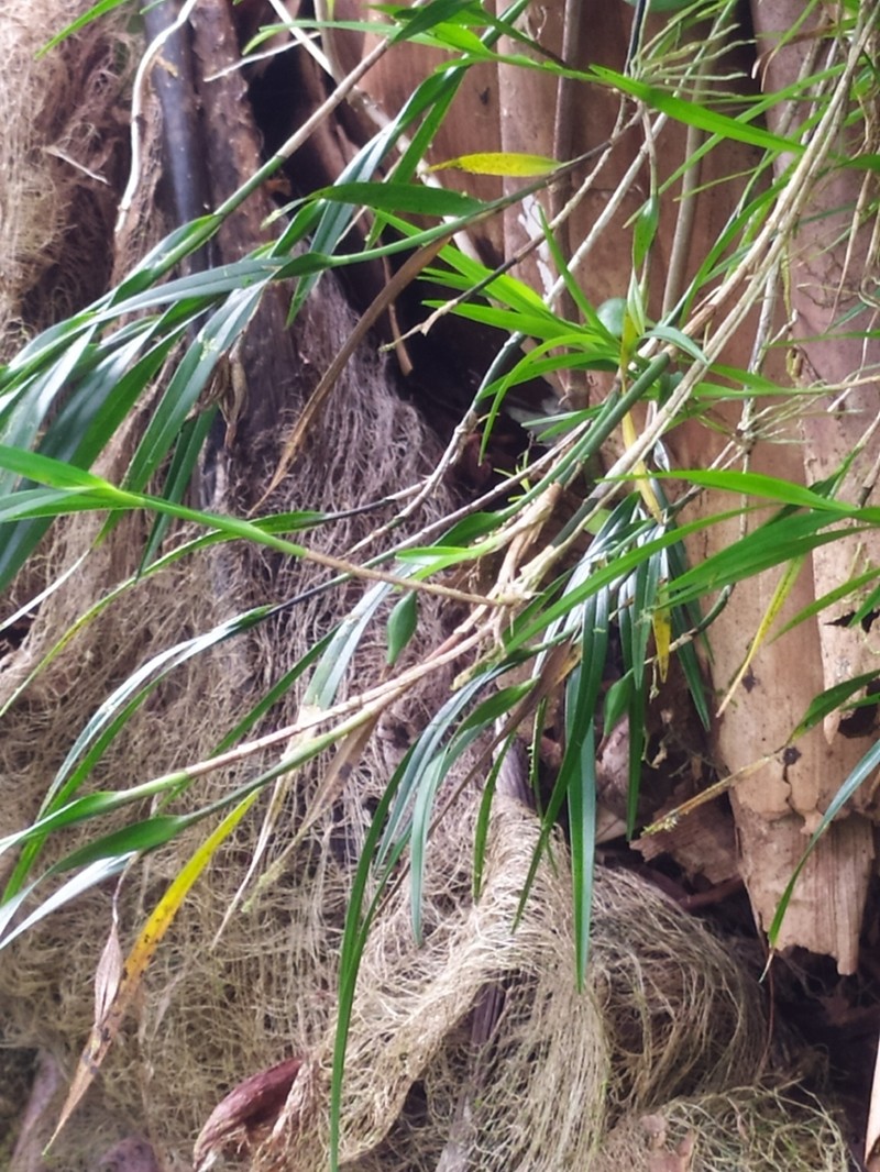 Dotted Orchid photo 3
