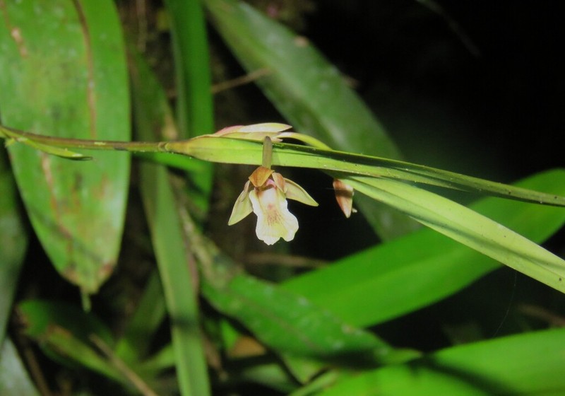 Dotted Orchid photo 4