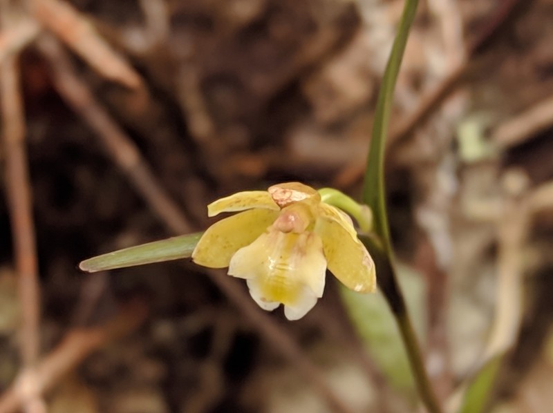 Dotted Orchid photo 5