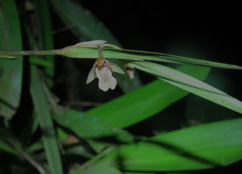 Dotted Orchid photo 6
