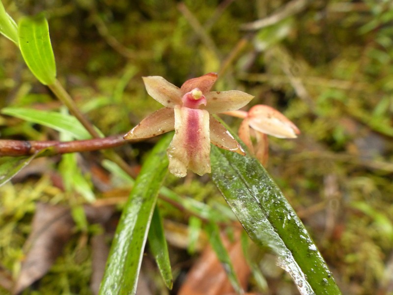 Dotted Orchid photo 7