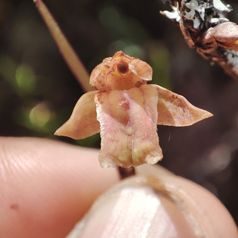 Dotted Orchid photo 8