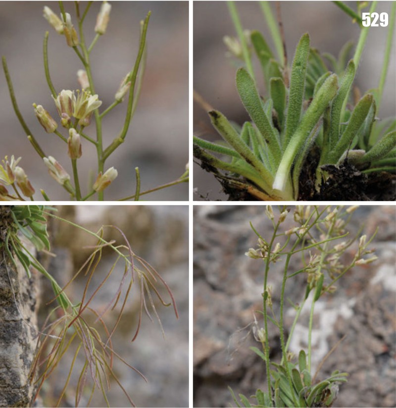 Scapiarabis karategina