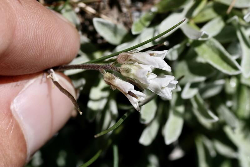 Scapiarabis saxicola photo 2