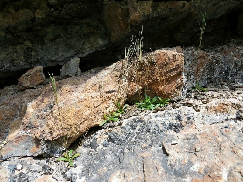 Scapiarabis saxicola photo 4