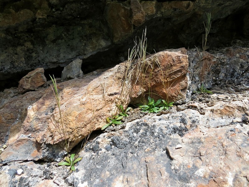 Scapiarabis saxicola photo 5