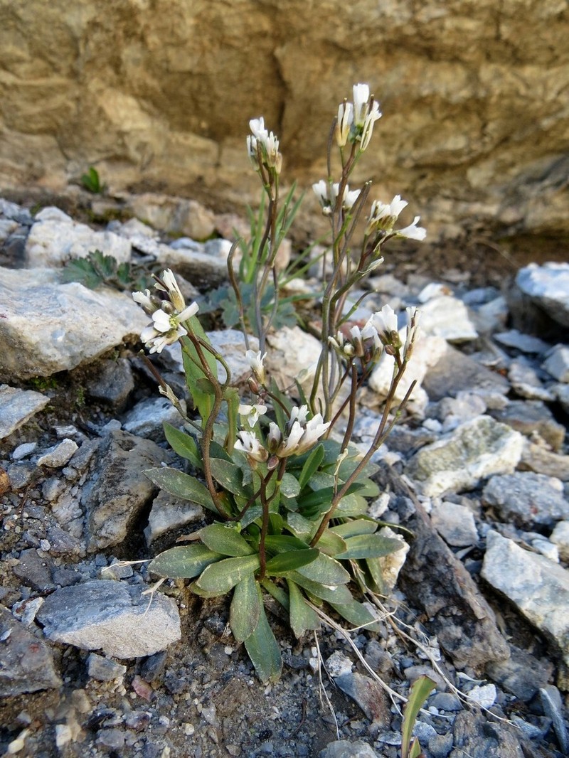Scapiarabis saxicola photo 6