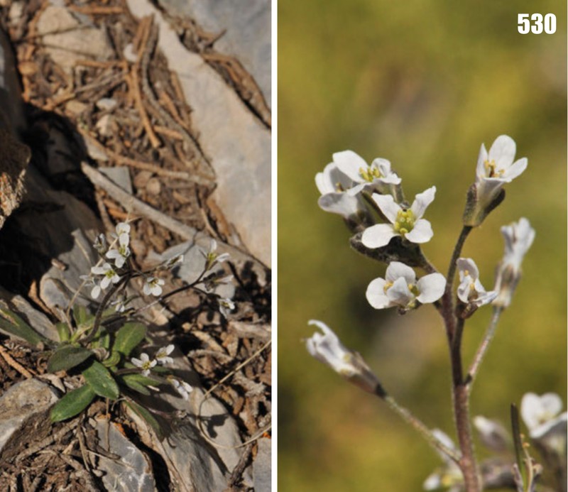 Scapiarabis saxicola