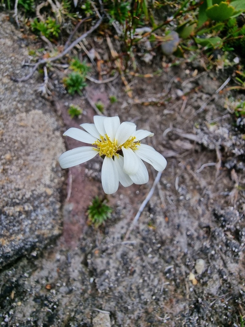 Scapisenecio albogilvus photo 2