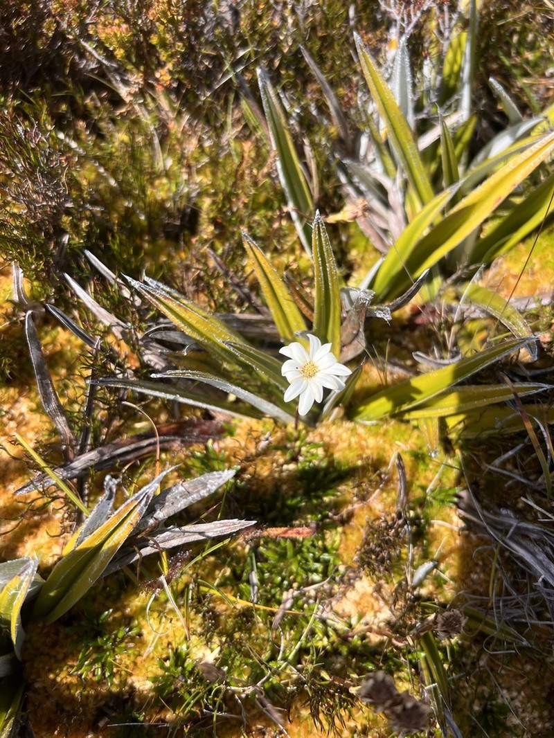 Scapisenecio albogilvus photo 5