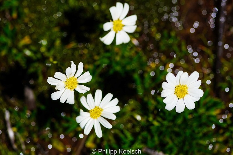 Scapisenecio albogilvus photo 6