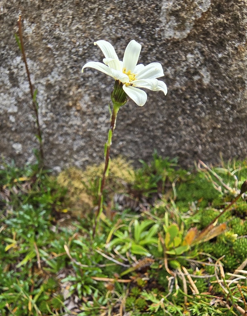 Scapisenecio albogilvus photo 8