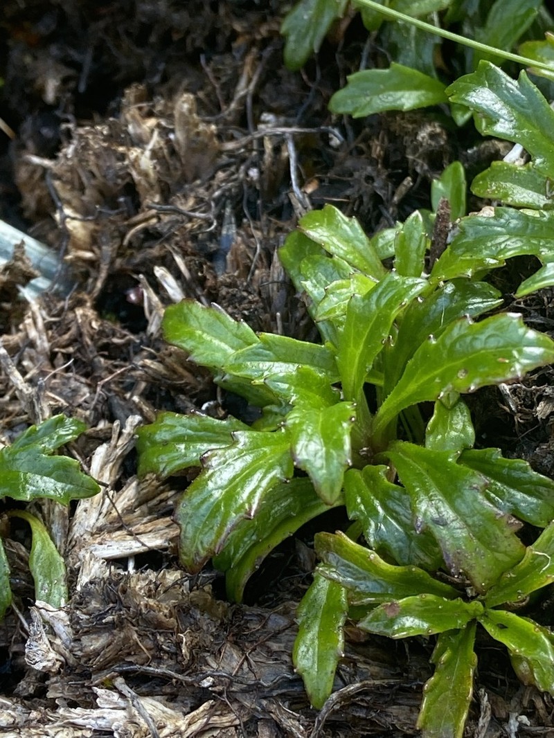 Scapisenecio leptocarpus photo 5