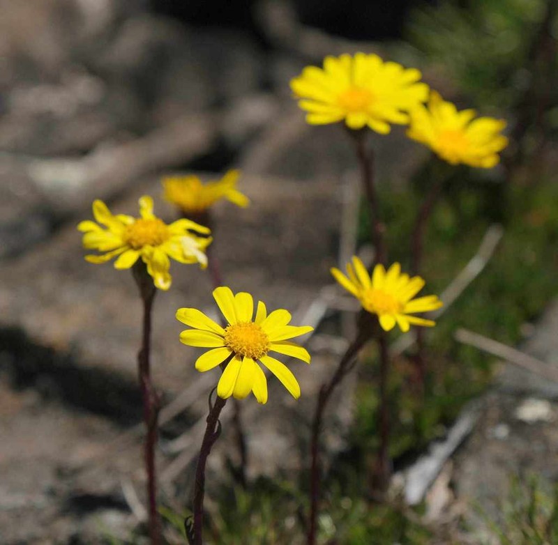 Scapisenecio pectinatus