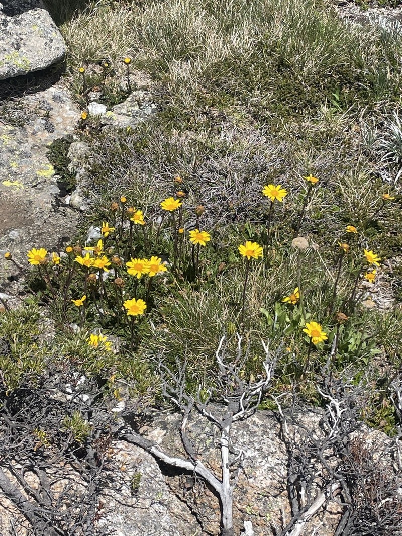 Scapisenecio pectinatus photo 4