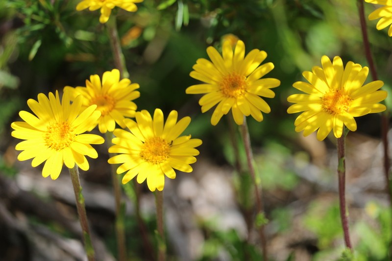 Scapisenecio pectinatus photo 5