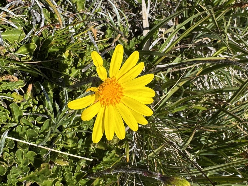Scapisenecio pectinatus var. major