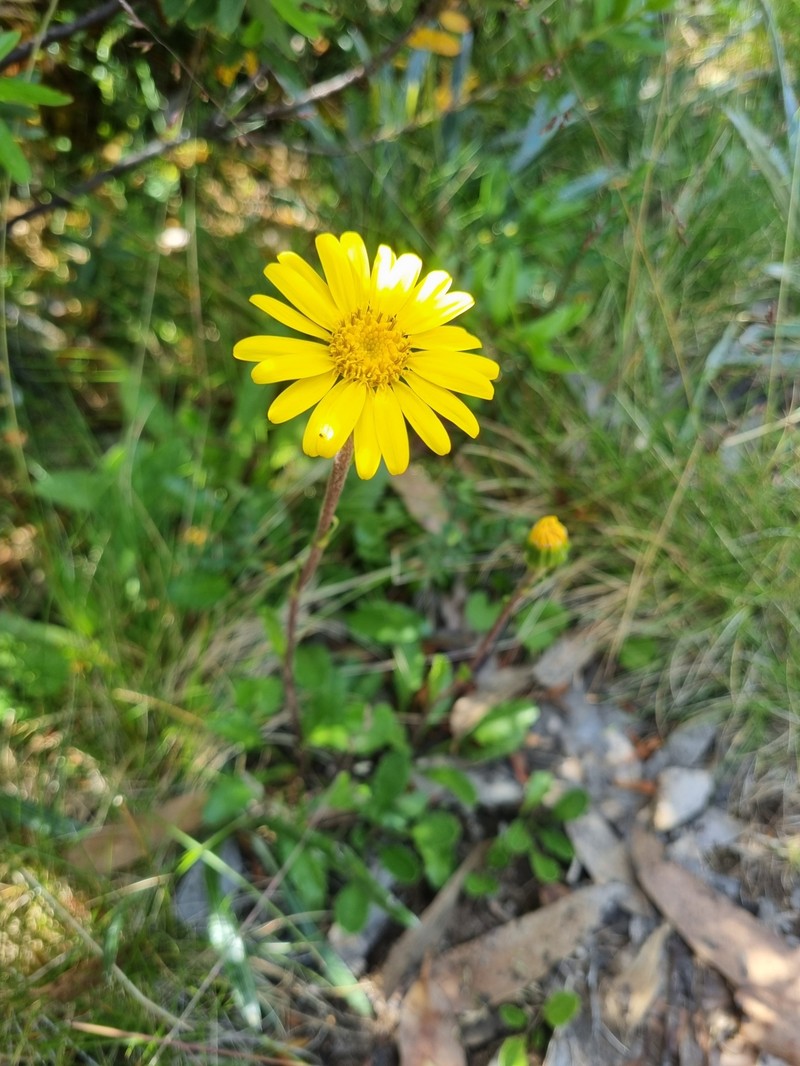 Scapisenecio pectinatus var. major photo 2