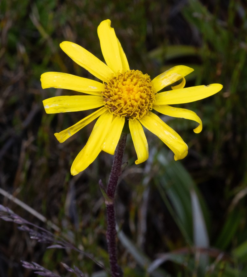 Scapisenecio pectinatus var. major photo 3