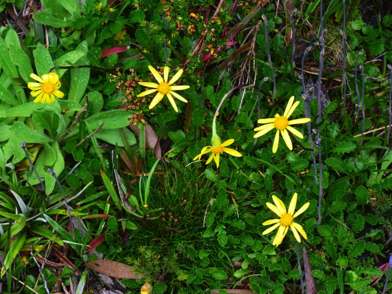 Scapisenecio pectinatus var. major photo 4