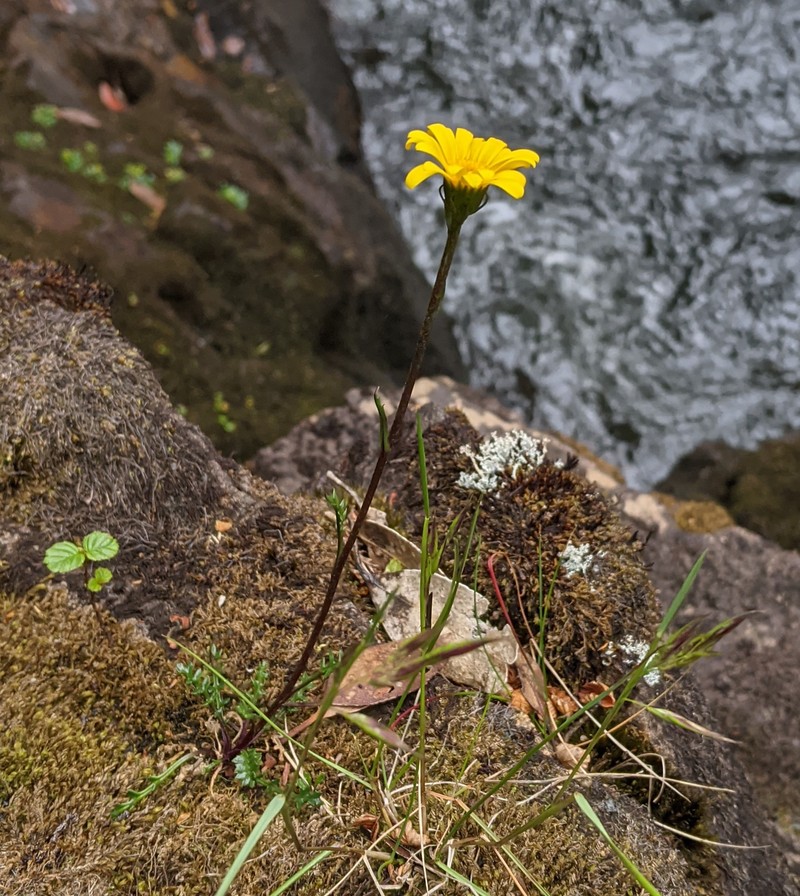Scapisenecio pectinatus var. pectinatus