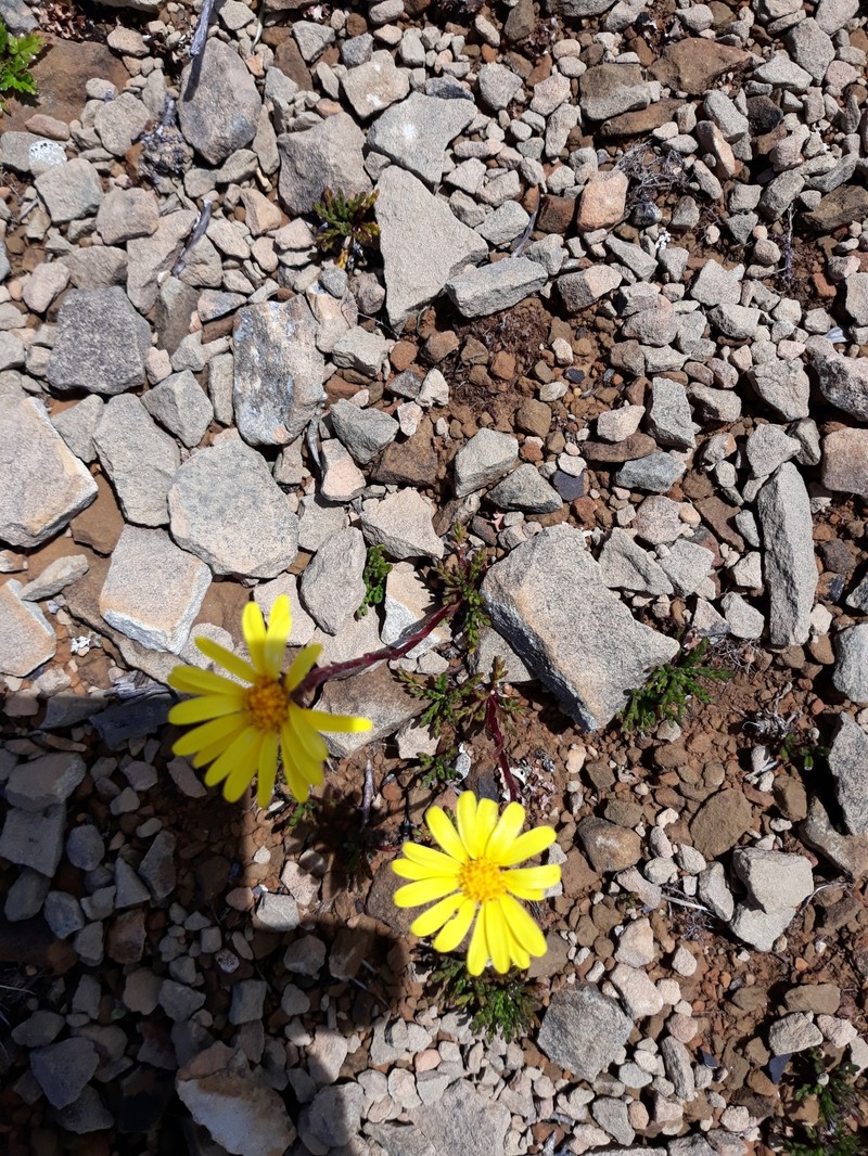 Scapisenecio pectinatus var. pectinatus photo 3