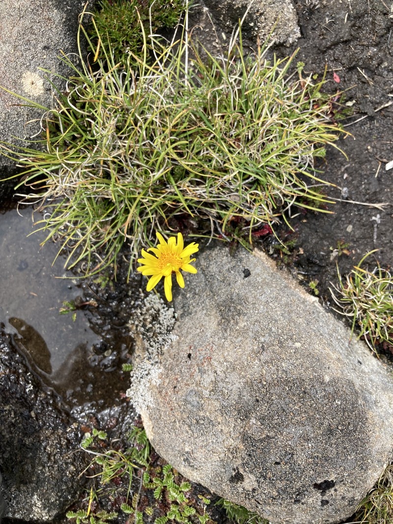 Scapisenecio pectinatus var. pectinatus photo 4