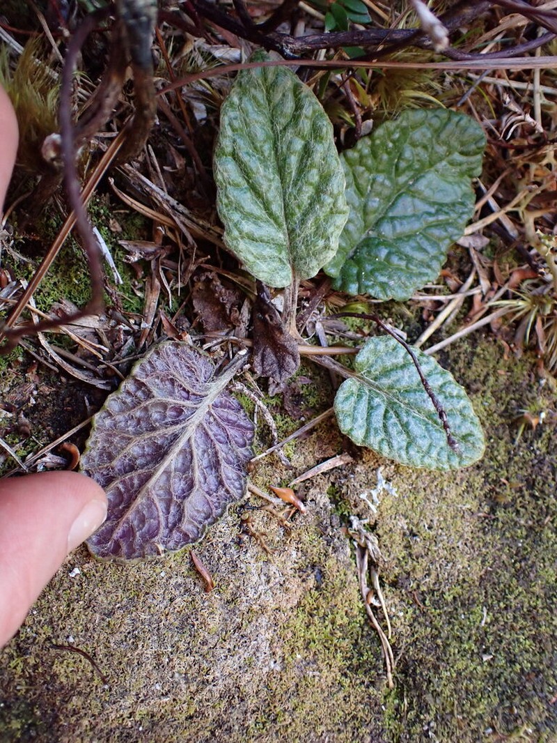 Scapisenecio primulifolius