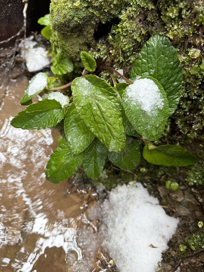 Scapisenecio primulifolius photo 2