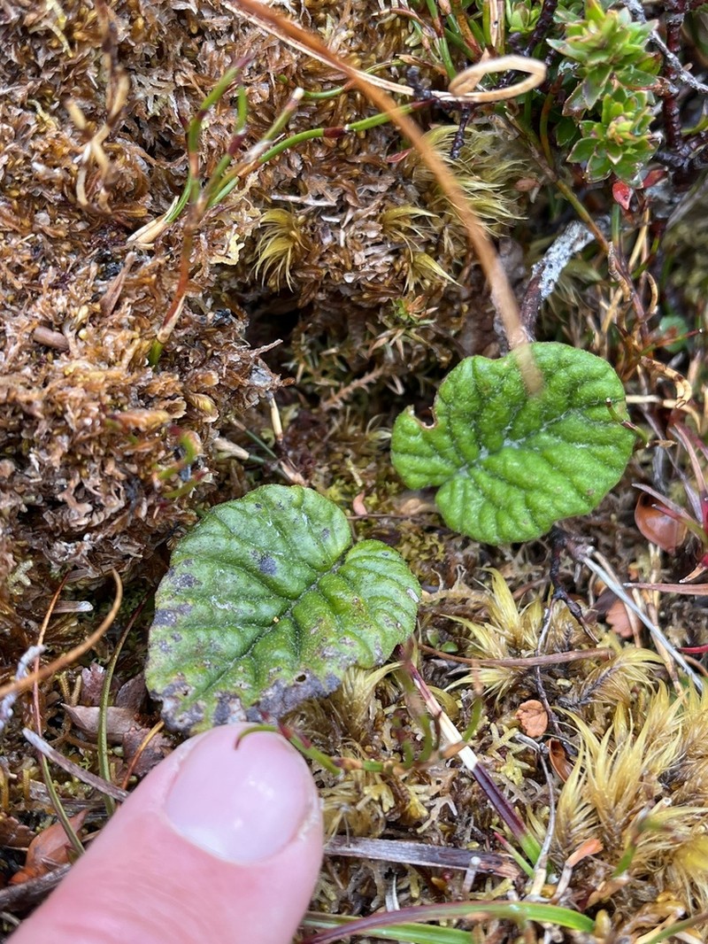 Scapisenecio primulifolius photo 3