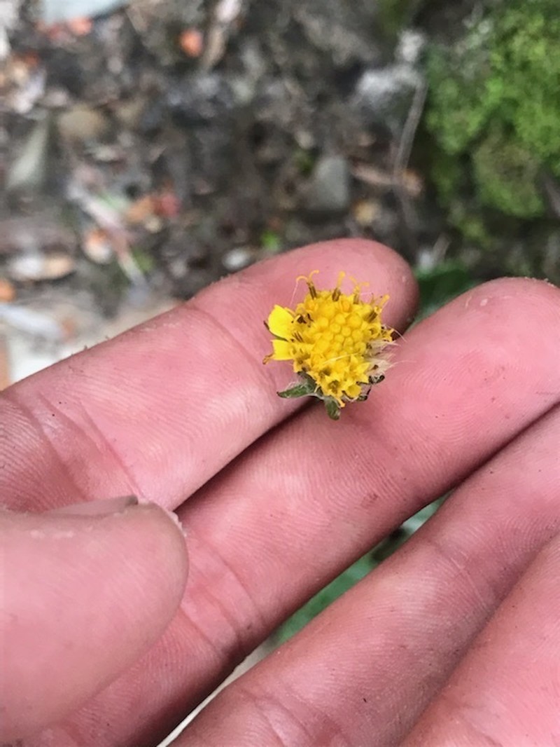 Scapisenecio primulifolius photo 4