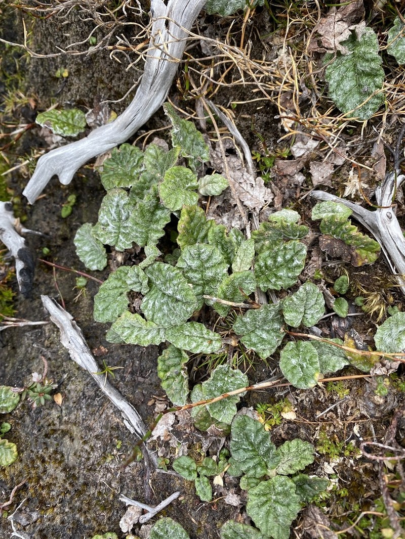 Scapisenecio primulifolius photo 5