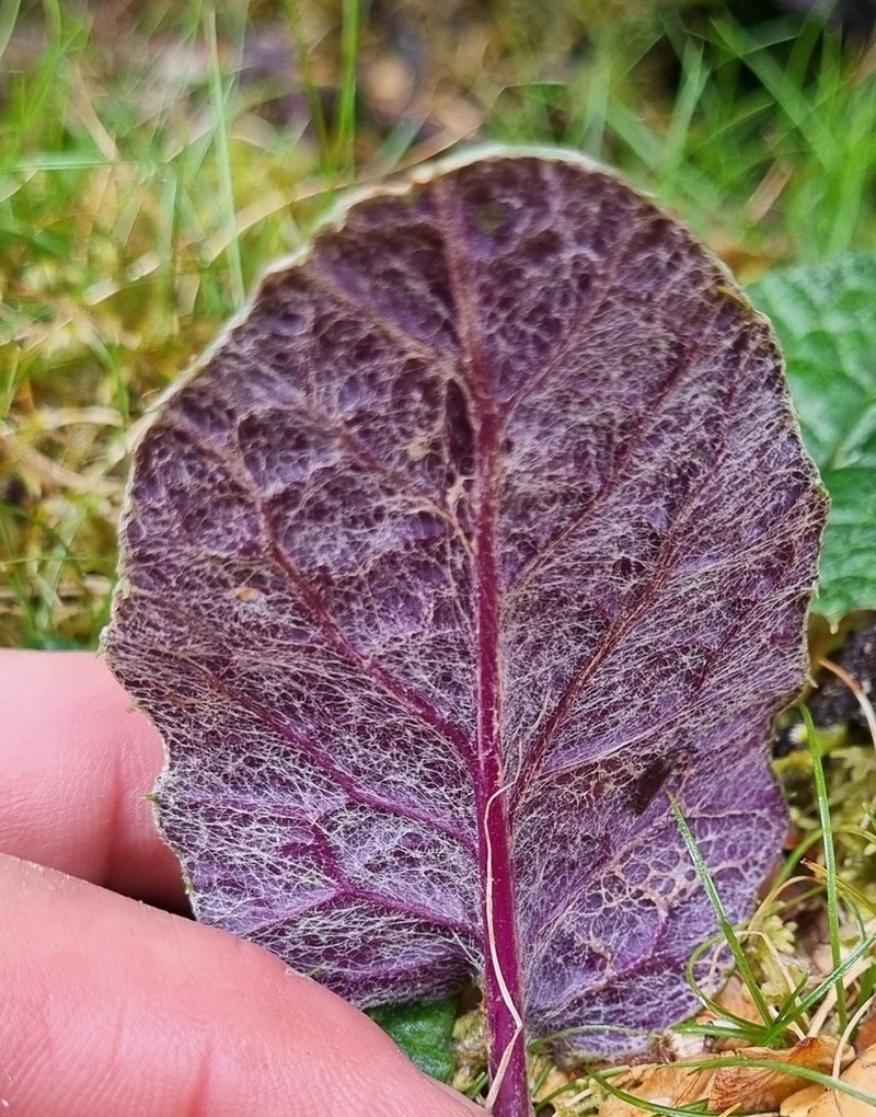 Scapisenecio primulifolius photo 6