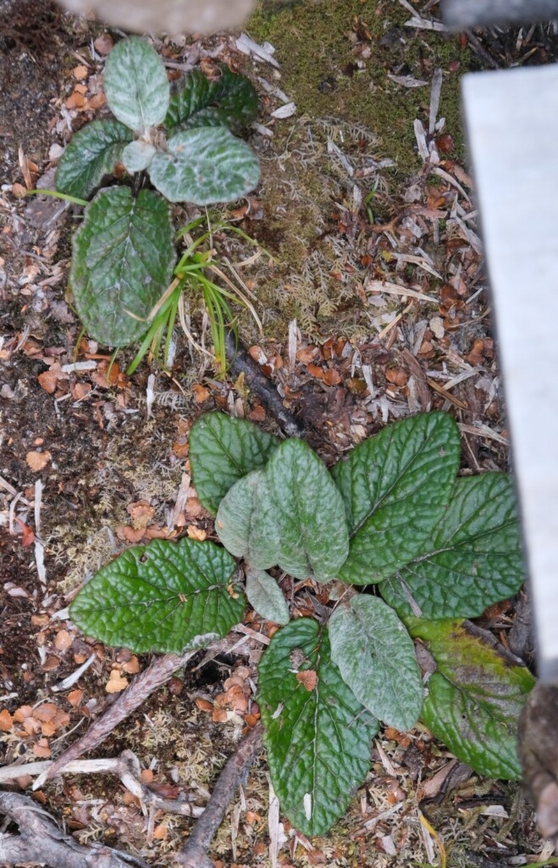 Scapisenecio primulifolius photo 7