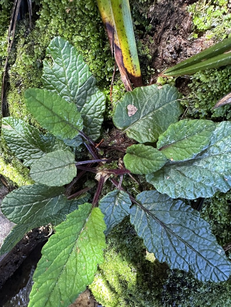 Scapisenecio primulifolius photo 8