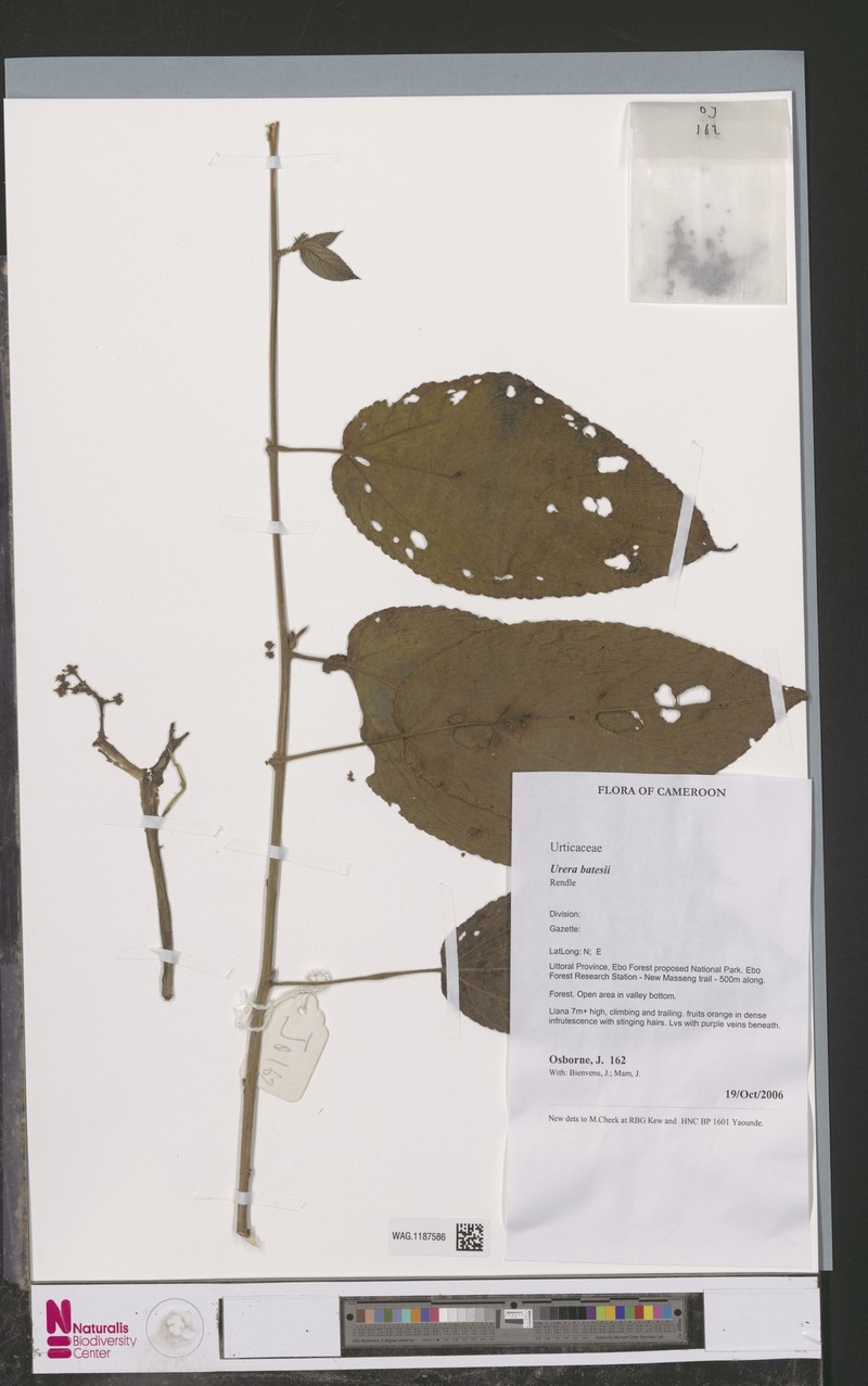 Scepocarpus batesii