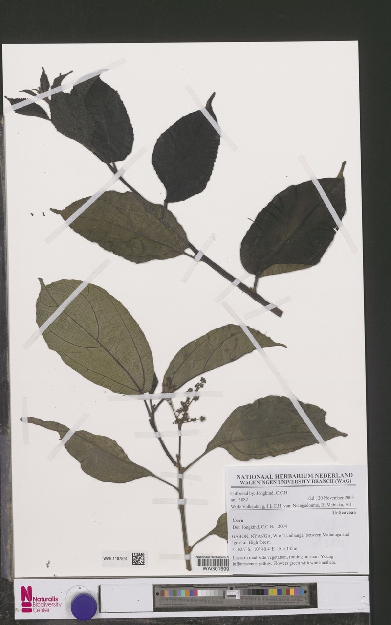 Scepocarpus batesii photo 2
