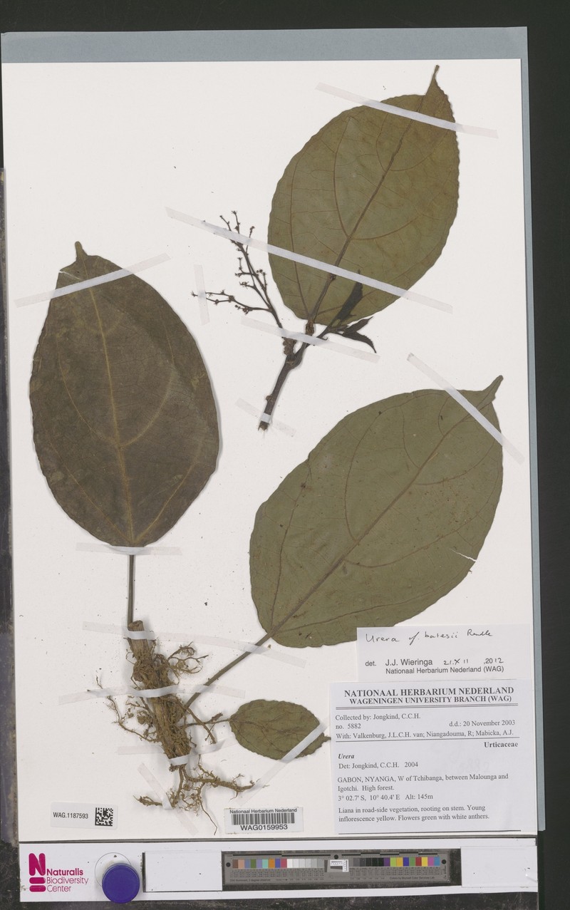 Scepocarpus batesii photo 3