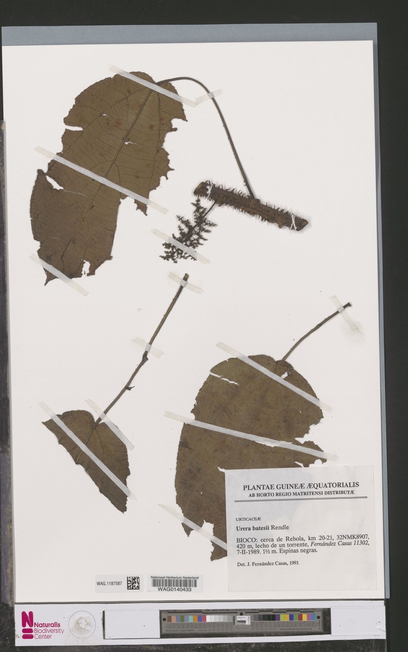 Scepocarpus batesii photo 4