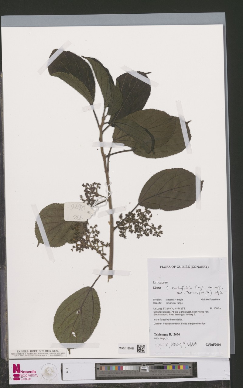 Scepocarpus cordifolius