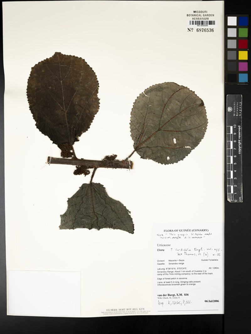 Scepocarpus cordifolius photo 2