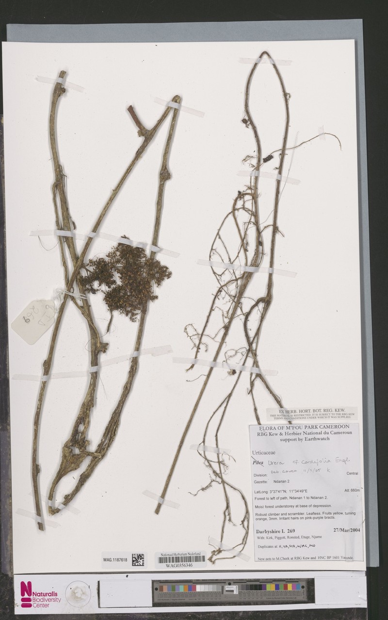 Scepocarpus cordifolius photo 3