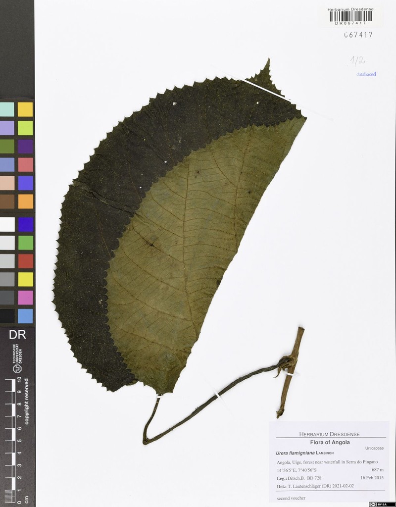Scepocarpus flamignianus