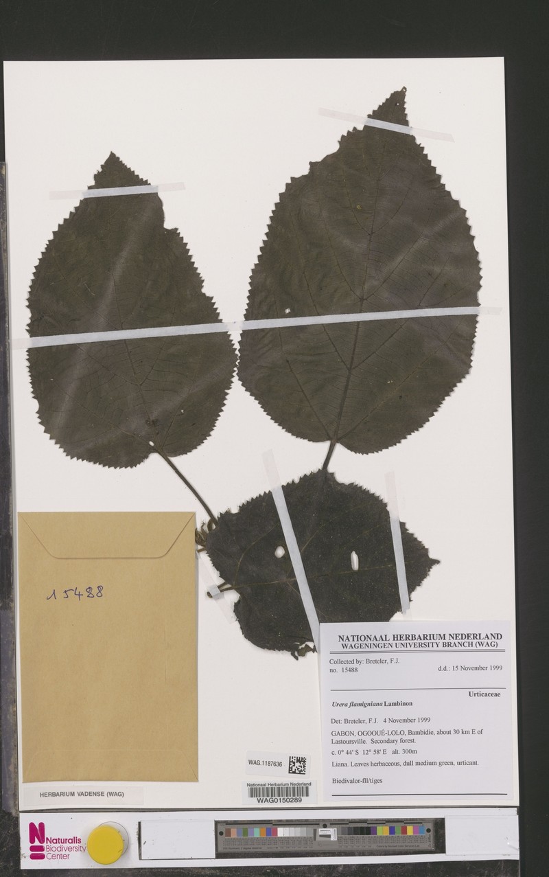 Scepocarpus flamignianus photo 2