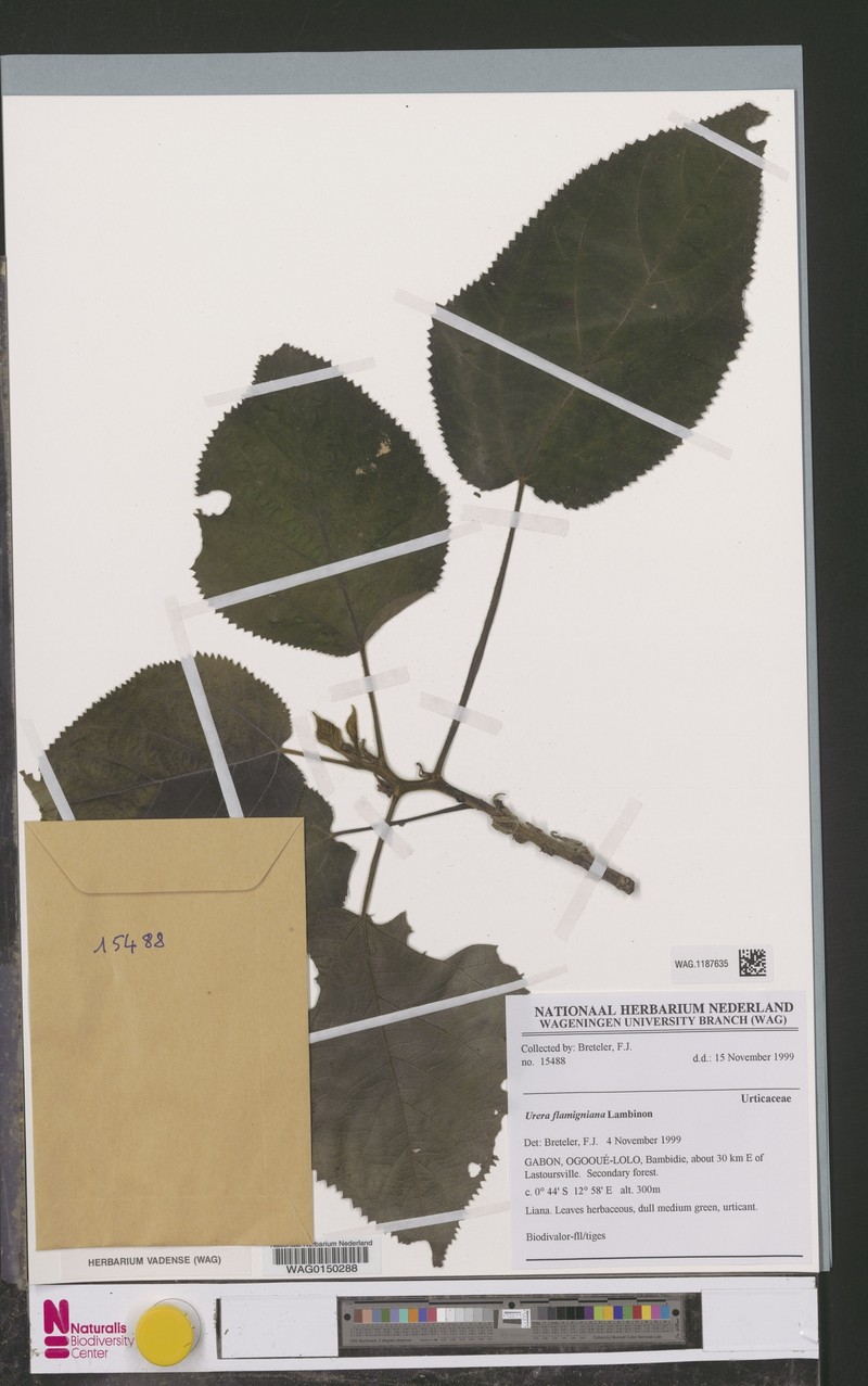 Scepocarpus flamignianus photo 3