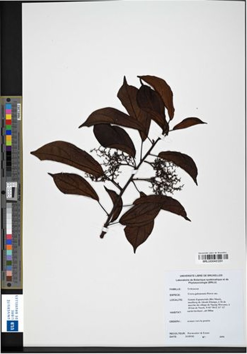 Scepocarpus gabonensis