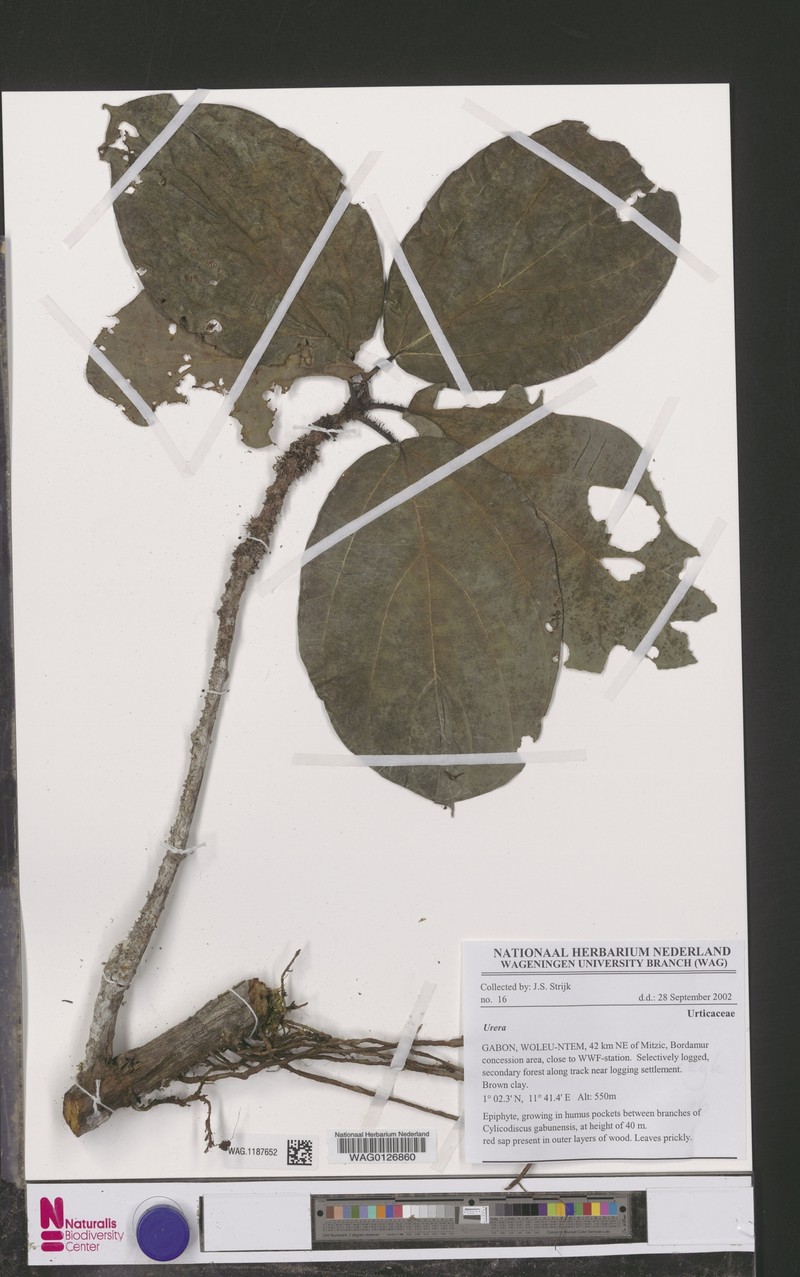 Scepocarpus gabonensis photo 3