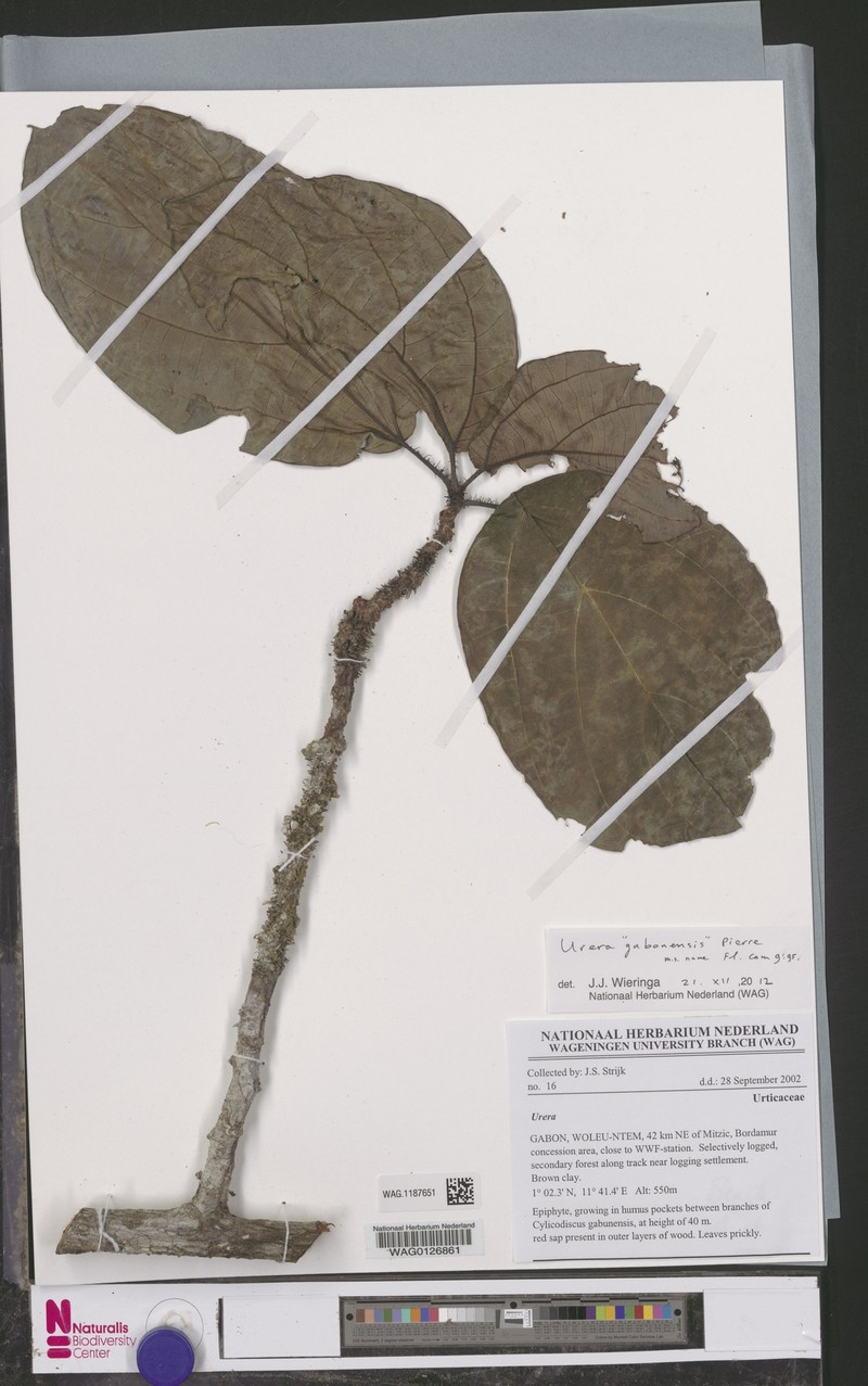 Scepocarpus gabonensis photo 4