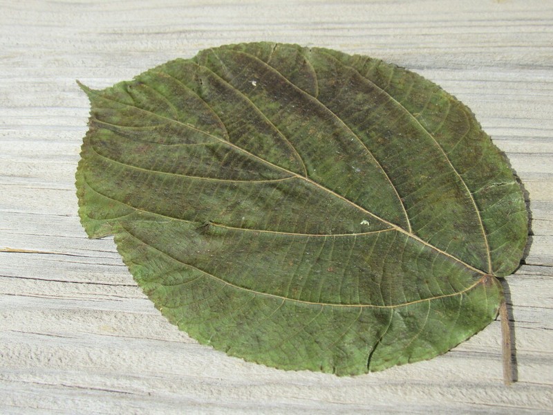 Scepocarpus hypselodendron